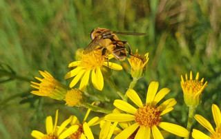 Walking with bees - Seeham's Bee Experience Trail - close-up of bee